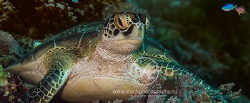 Green turtle relaxing on a coral by Arno Enzo 